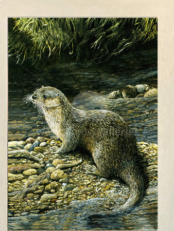 Image of Otter at Home, Porth River, Trebudannon, St. Columb Major